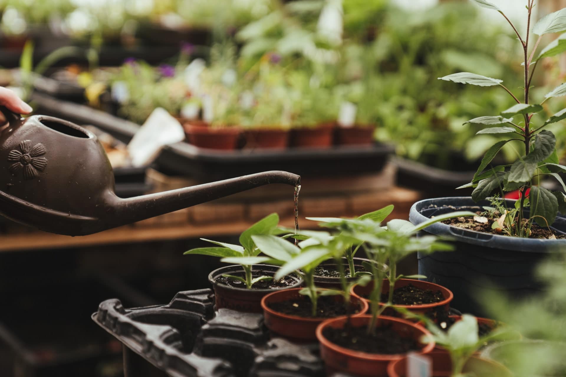 Plants